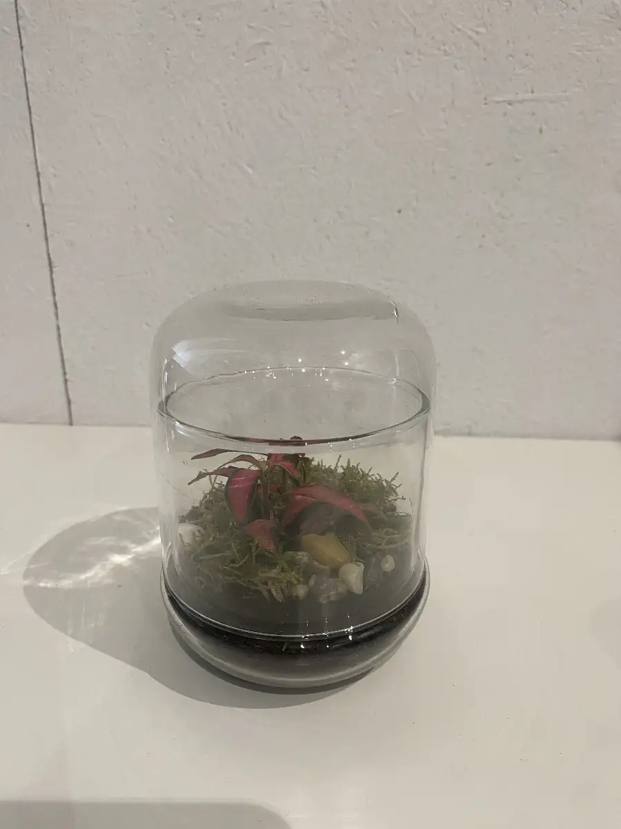 Terrarium Capsule