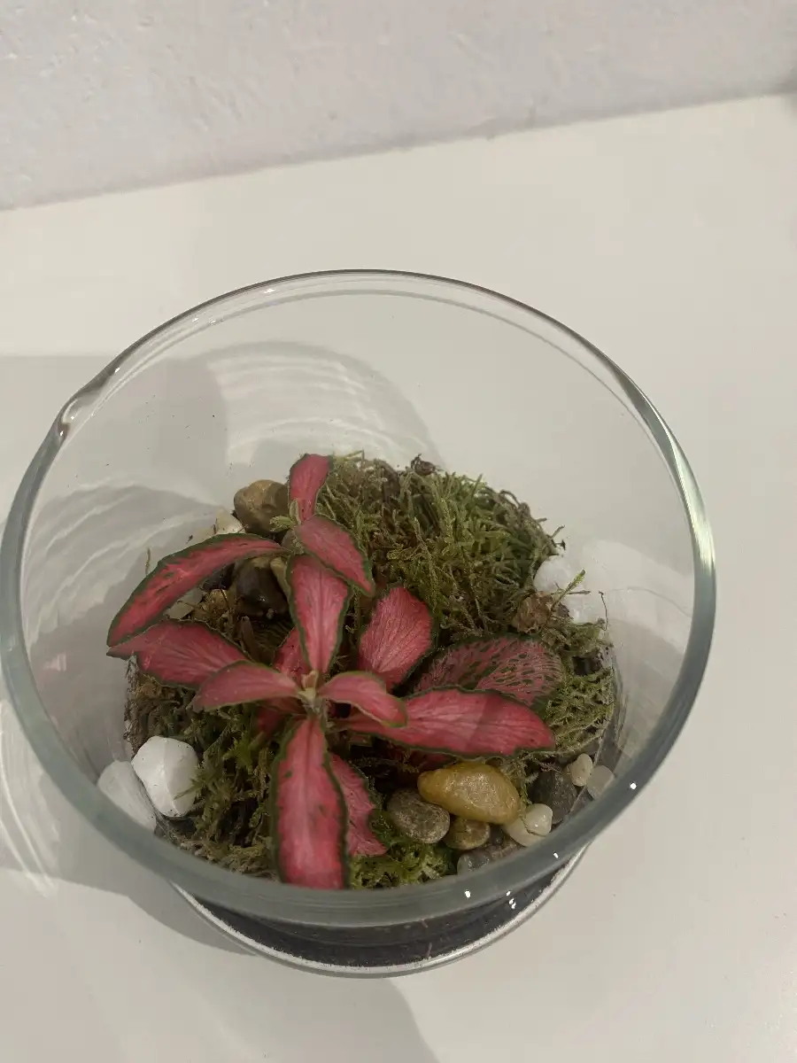 Terrarium Capsule