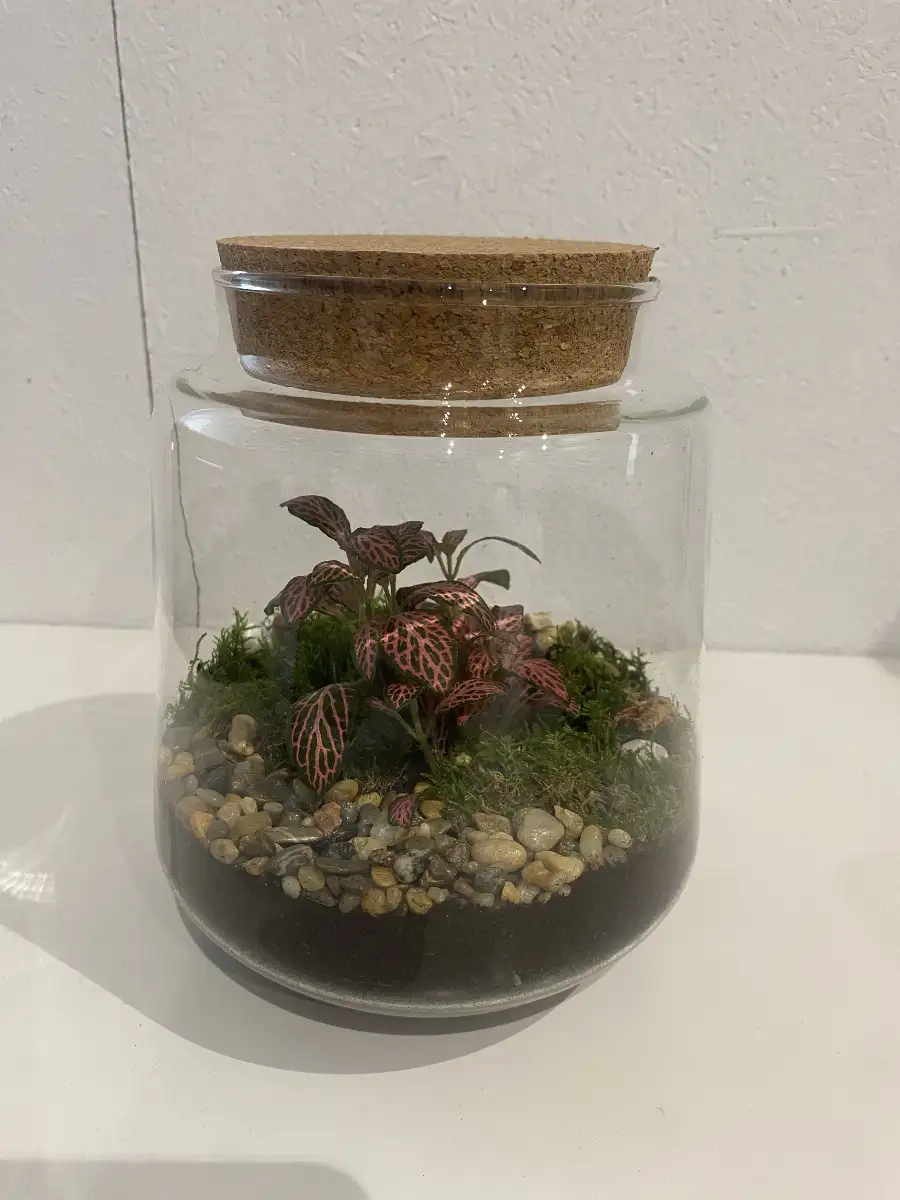 Terrarium Izumi