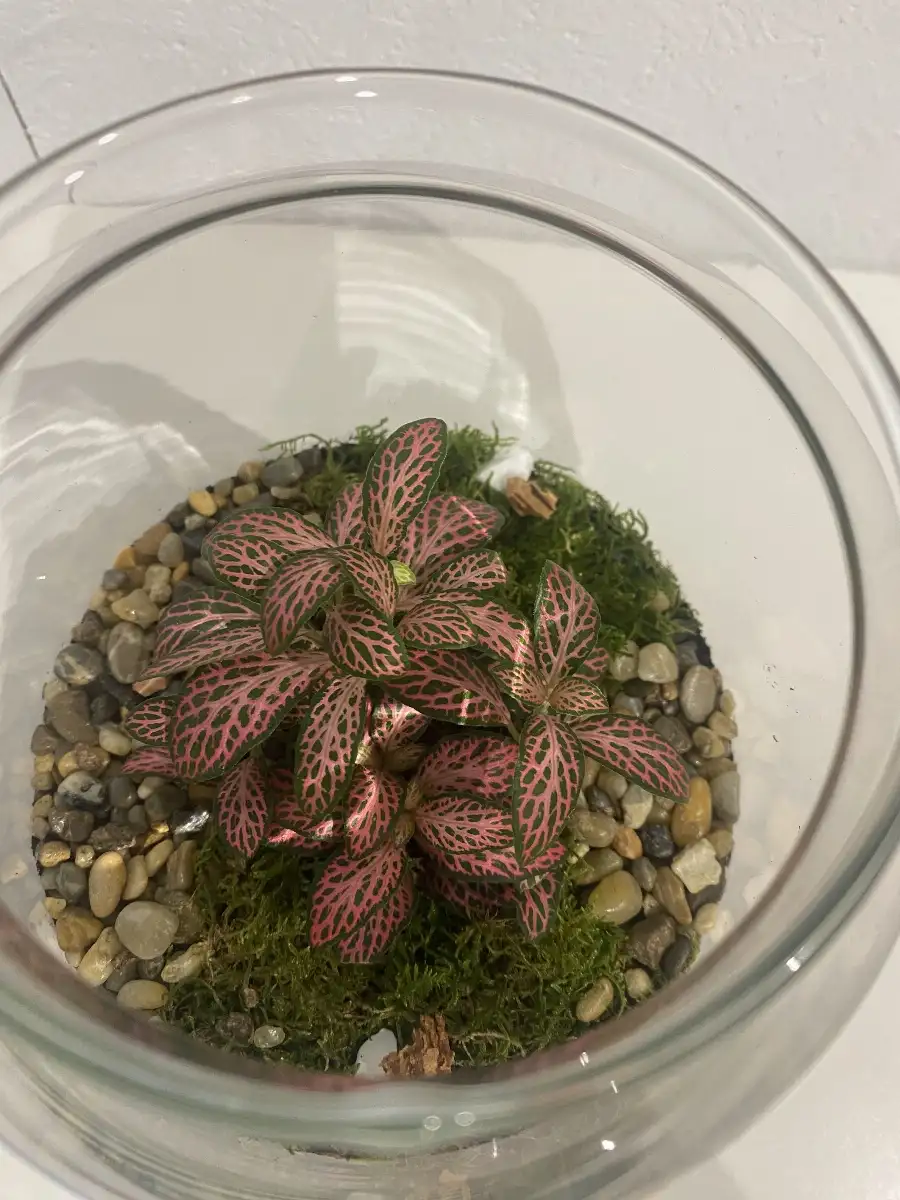 Terrarium Izumi
