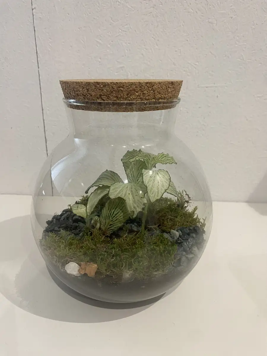 Terrarium Rosa