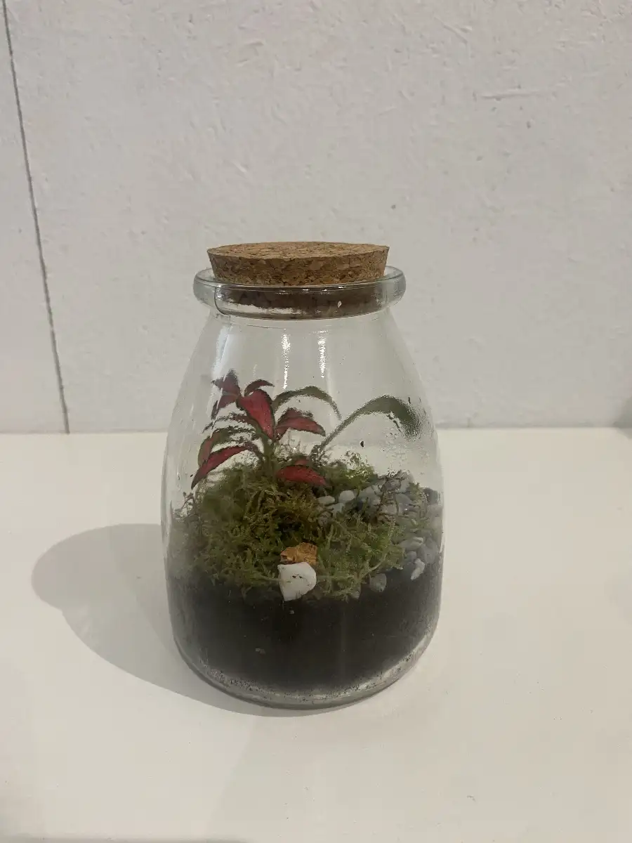 Terrarium Ava