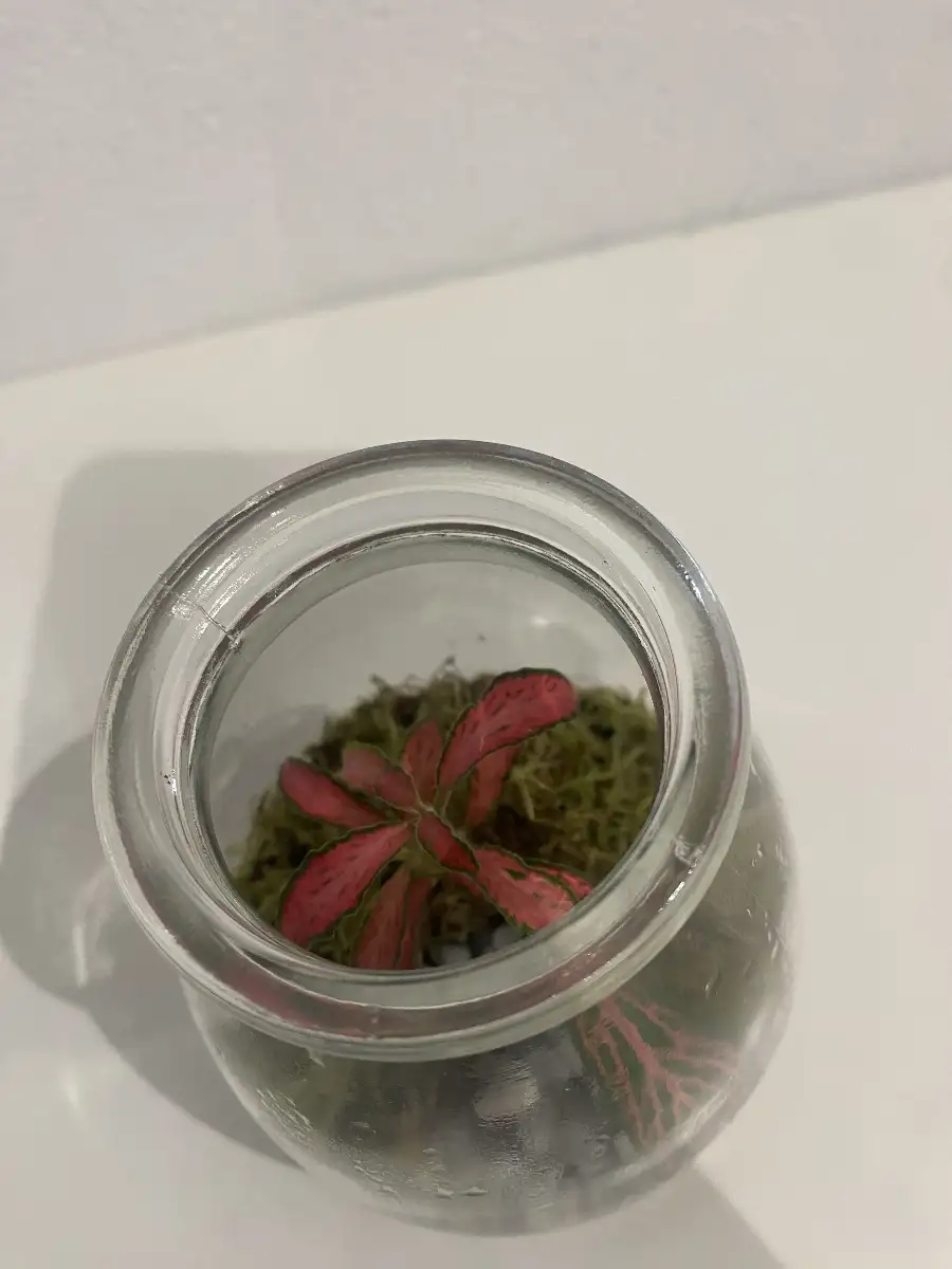 Terrarium Ava