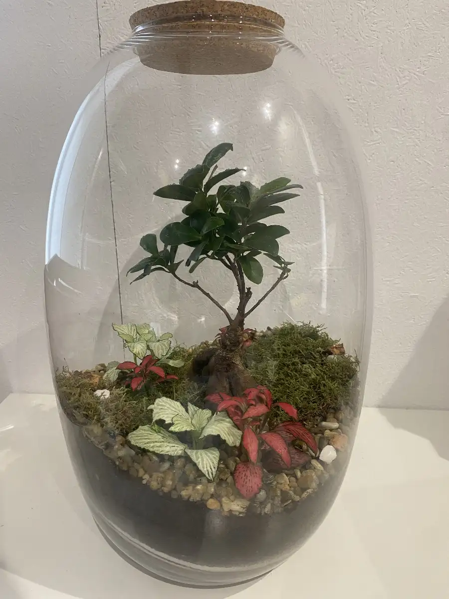 Terrarium Kanope