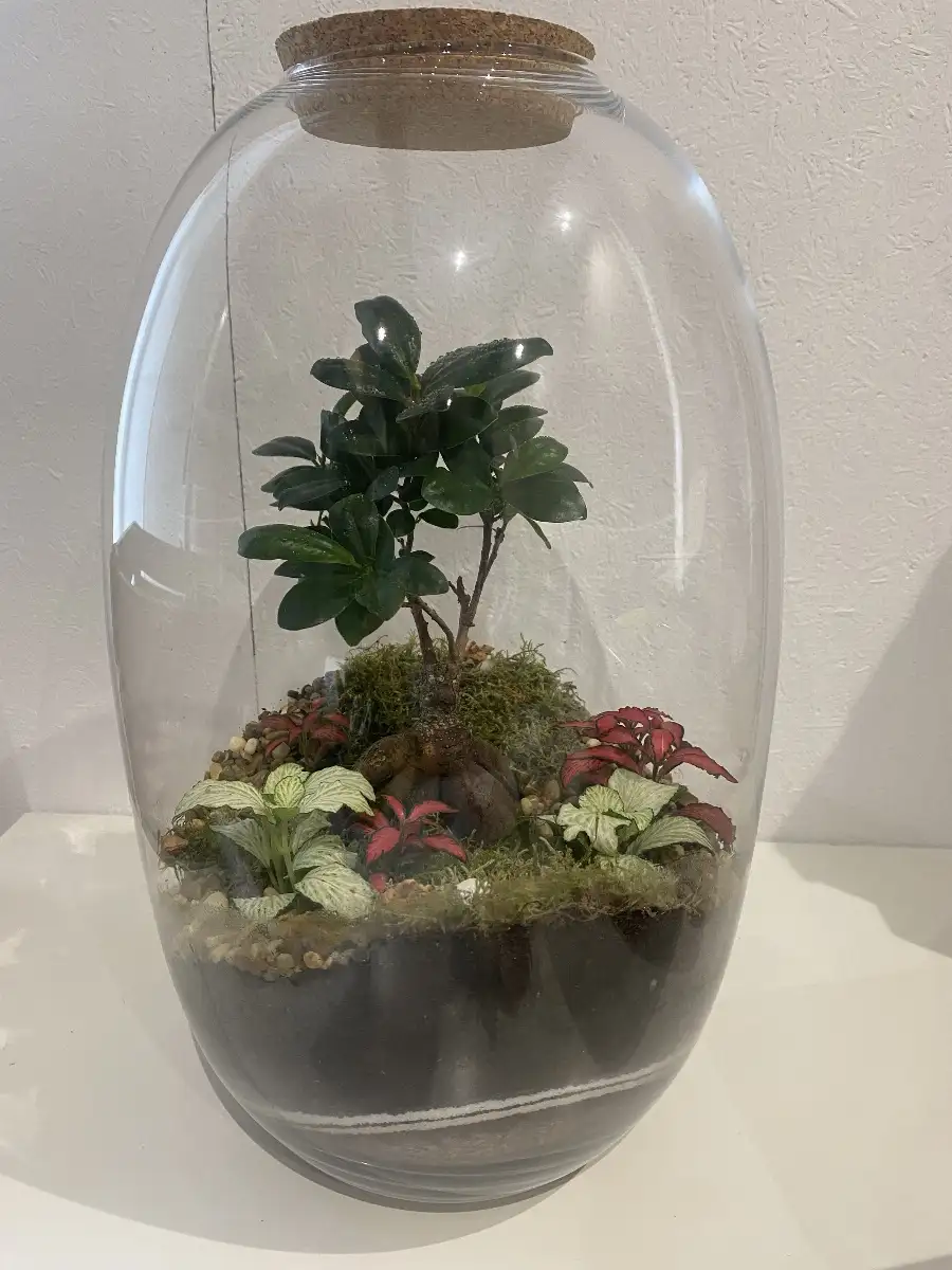 Terrarium Kanope