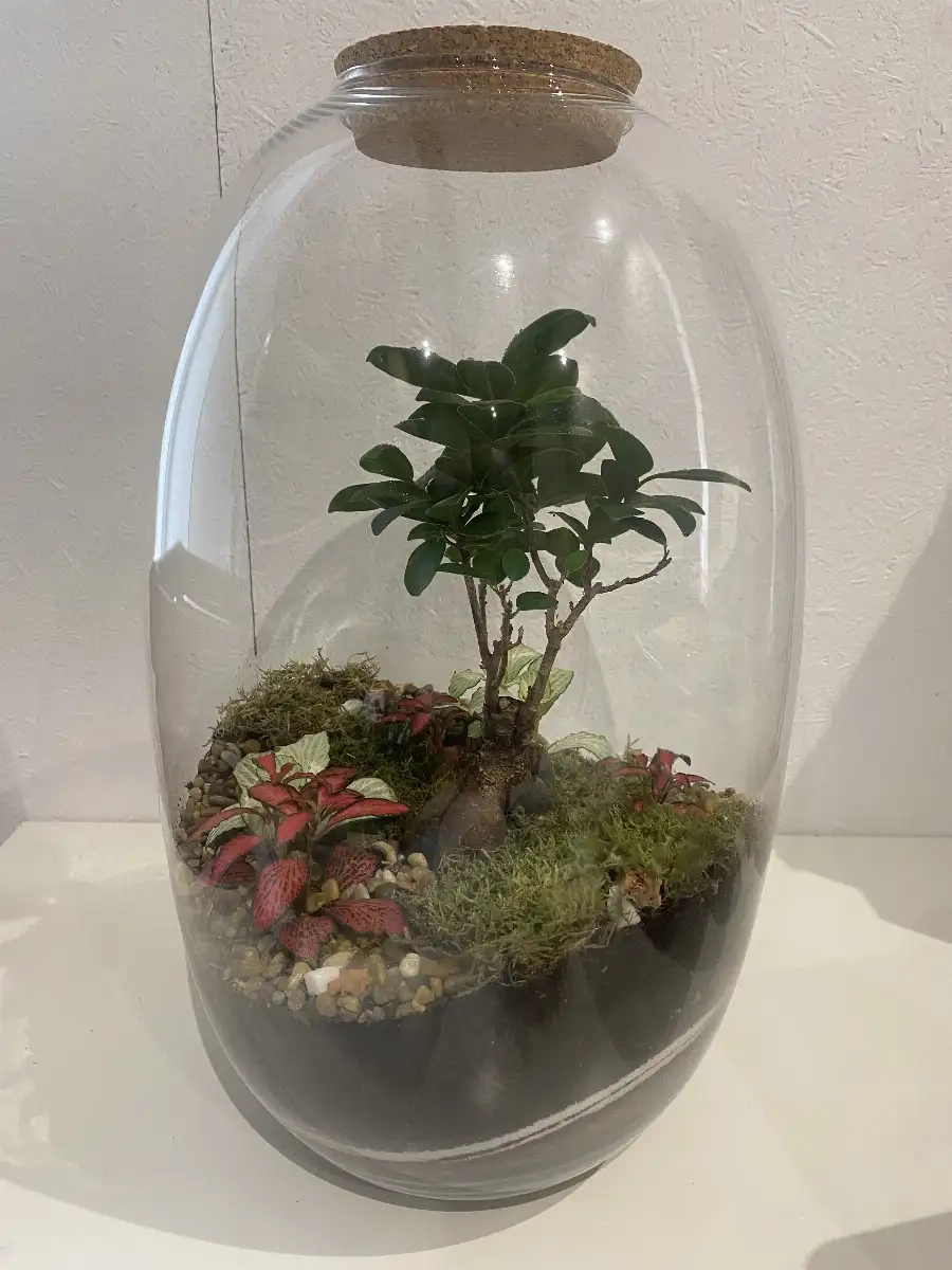 Terrarium Kanope