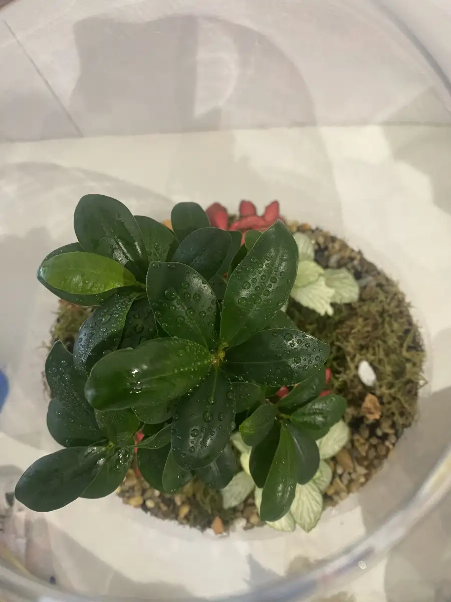 Terrarium Kanope